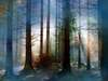 Merveilleux mystère photo de la forêt