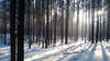 La forêt d'hiver éclairé par les rayons du soleil.