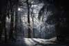 Karanlık bir ormanda kış.