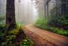 La route dans la forêt brumeuse.