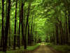 Wallpapers dense forest.