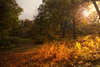 Осенний лес HD.