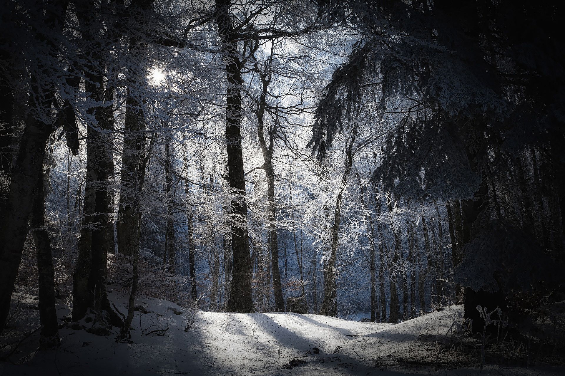 Winter in den dunklen Wald. Download Hintergrundbild von erstaunlichen ...