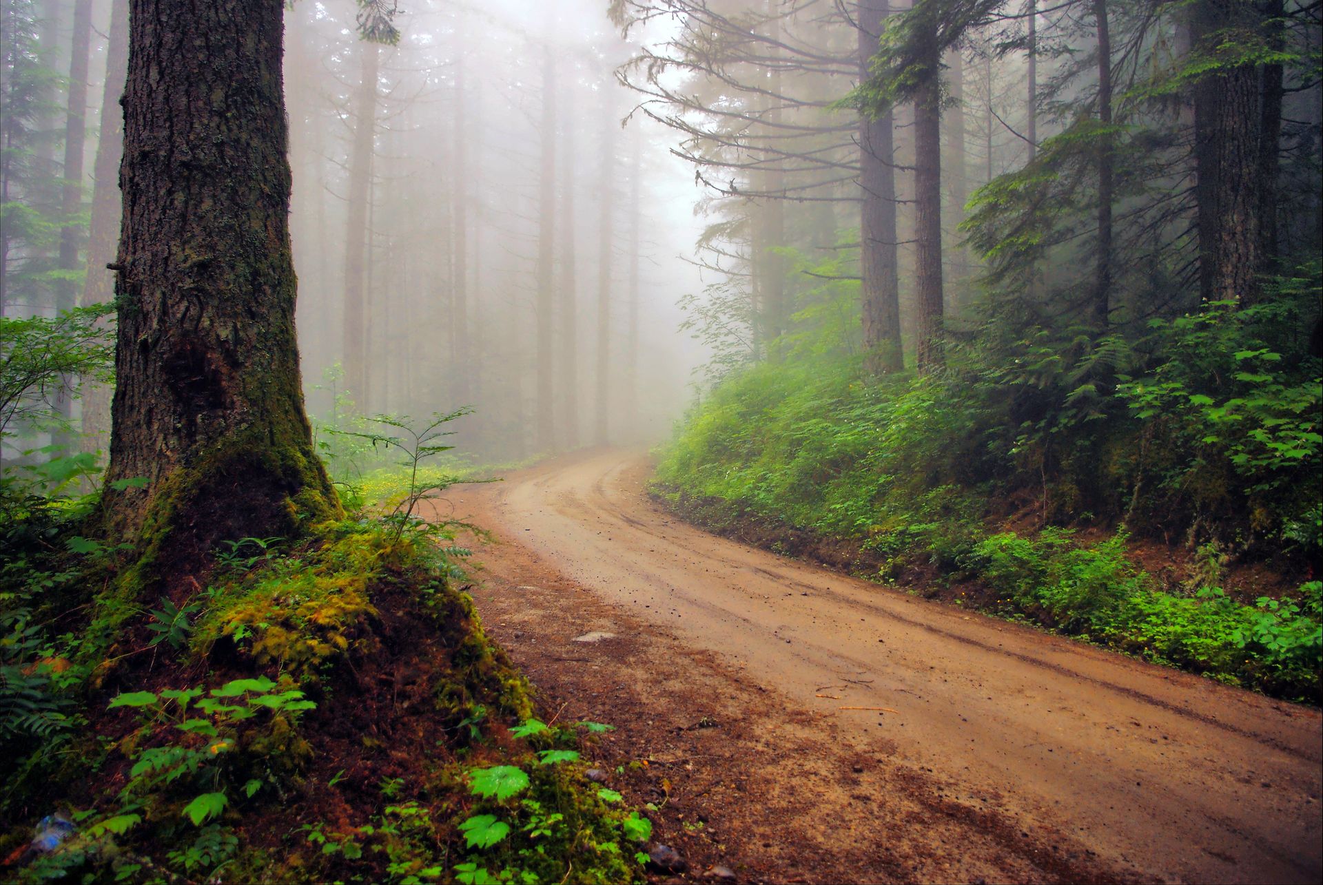 The Road In The Misty Forest Watch Hd Wallpaper Wildlife For The